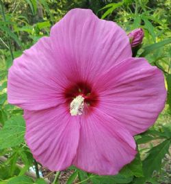 Pink Flare Perennial Hibiscus, Hardy Hibiscus, Hibiscus x 'Pink Flare'